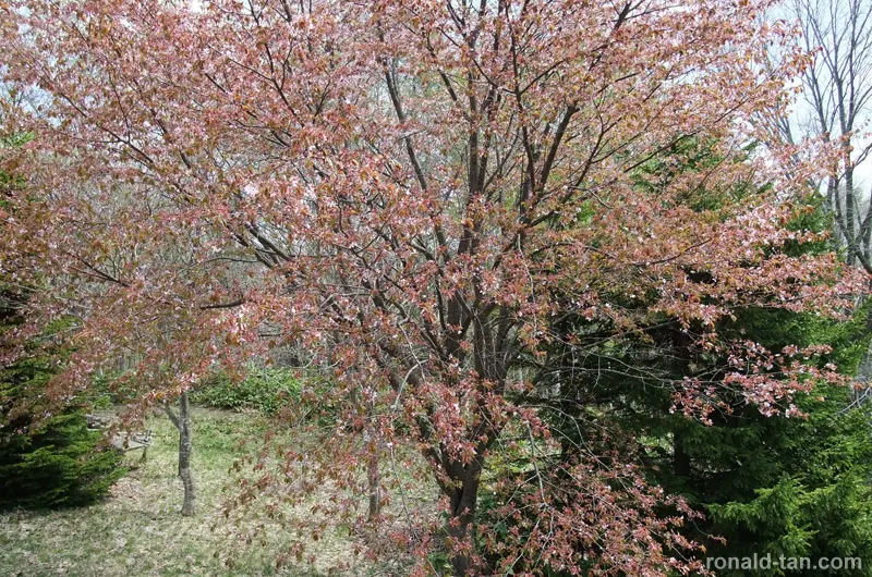 A Day in Sapporo 2