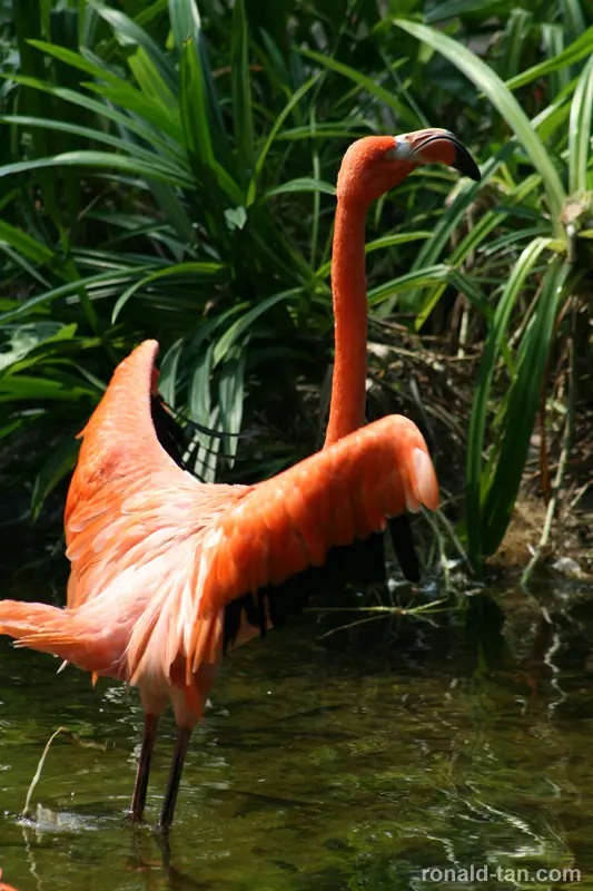 Jurong Birk Park Singapore