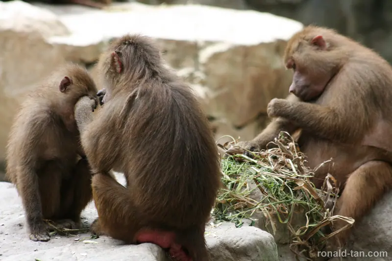 Singapore Zoo
