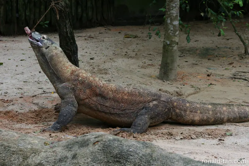 Singapore Zoo