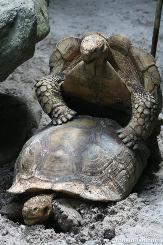 Singapore Zoo