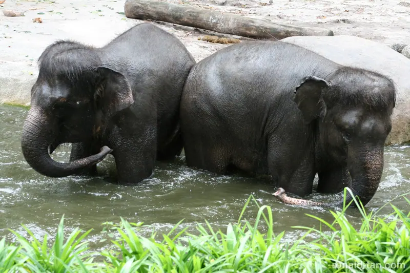 Singapore Zoo