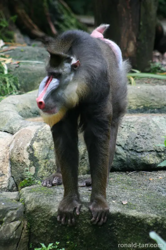 Singapore Zoo