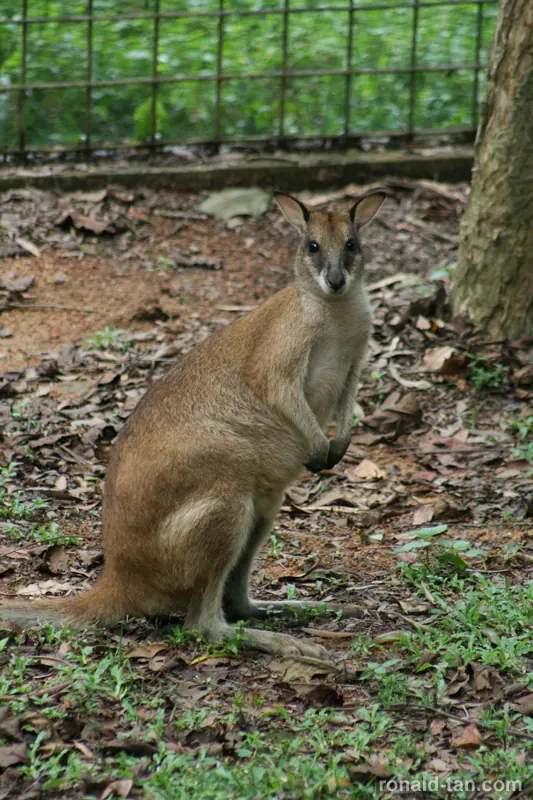 Singapore Zoo