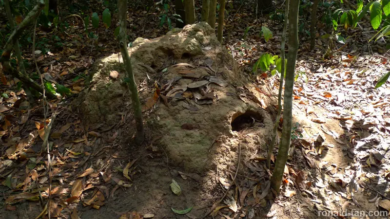 1 Day Cao Dai Temple & Cu Chi Tunnels Tour